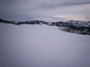 WhitePine.jpg (48.14 KiB) Viewed 3944 times WhitePine.jpg